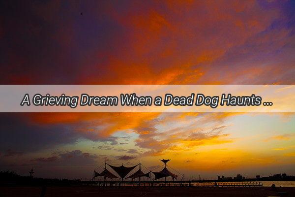 A Grieving Dream When a Dead Dog Haunts Our Sleep and Hearts